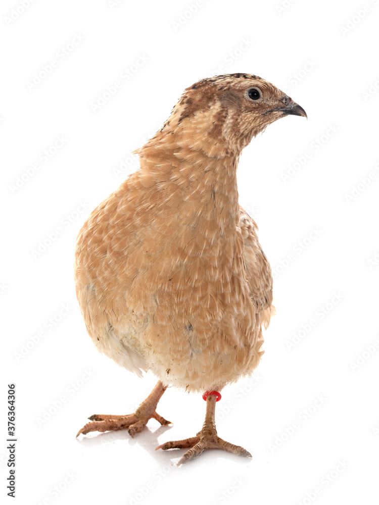 Obraz premium japanese quail in studio