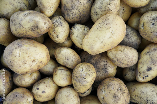 Yellow potato background with pieces of land