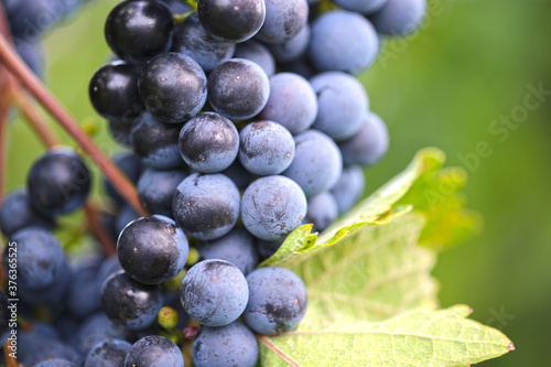 Nahaufnahme von reifen blauen Weintrauben photo