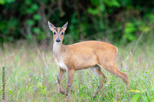 Wild Muntjac deer, also know as barking deer or rib-faced deer, Khao Yai National Park, Thailand
