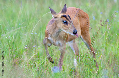 Wild Muntjac deer, also know as barking deer or rib-faced deer, Khao Yai National Park, Thailand photo