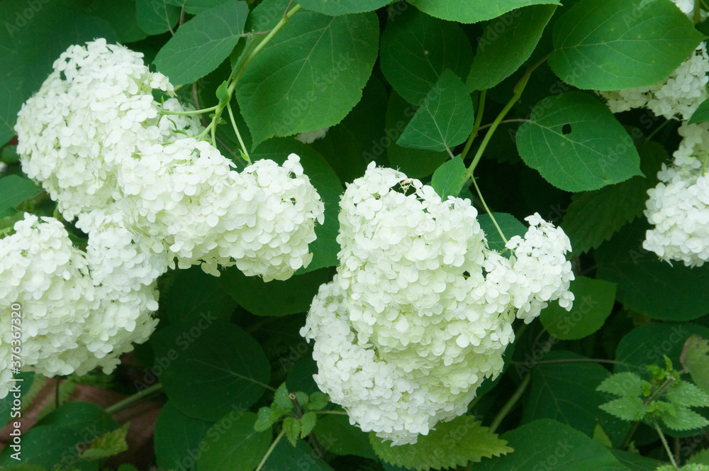 Bush blooming white hydrangea Bush blooming white hydrangea