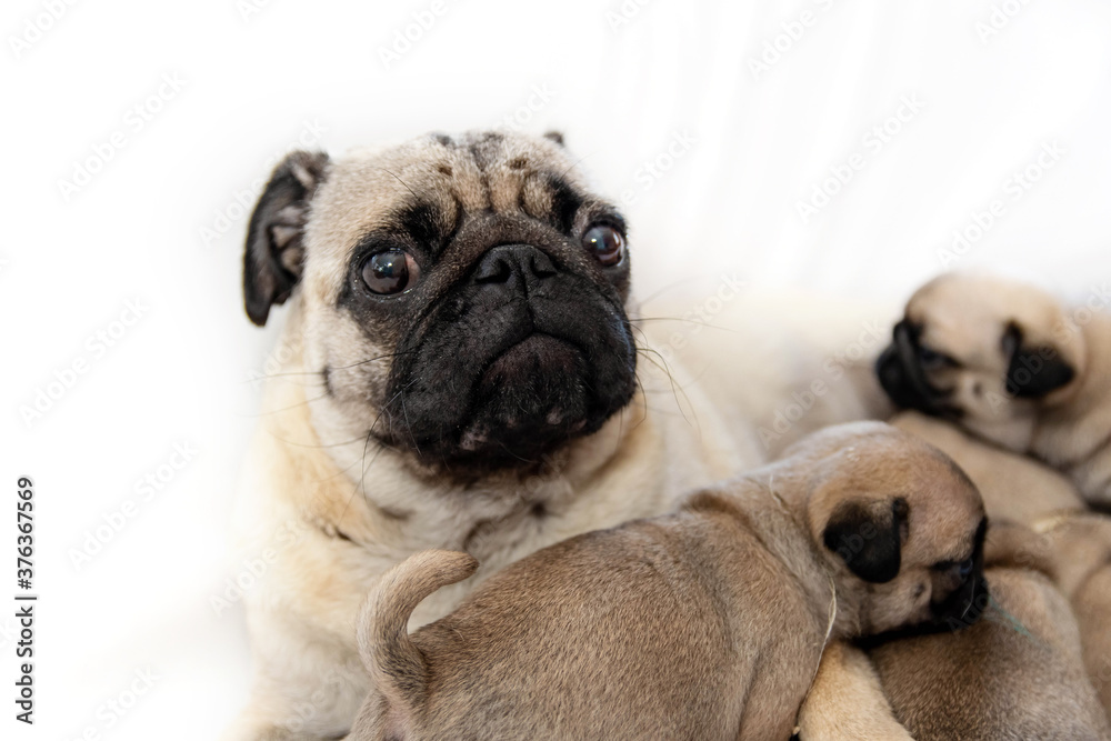 Pug close up. Pug dog with puppies on a white background.