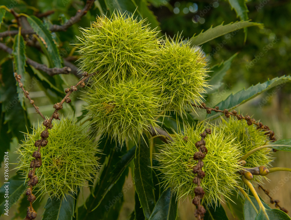 Closeup of ripening tubers on a sweet chestnut or Castanea sativa tree Closeup of ripening tubers on a sweet chestnut or Castanea sativa tree