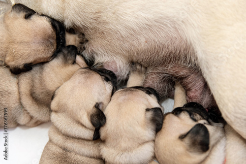 Little pug puppies suckle the breast. Close-up of a dog's chest and puppy heads.