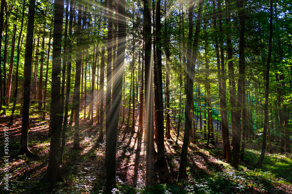 Fototapeta premium morning sun rays in the forest 