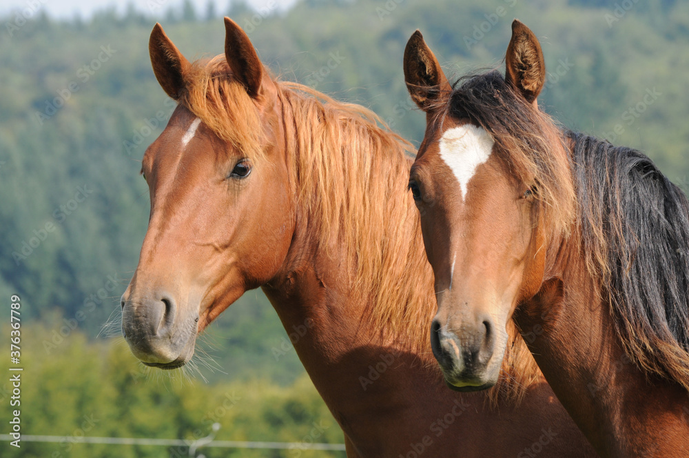 Obraz premium American Quarter Horse roczniaków