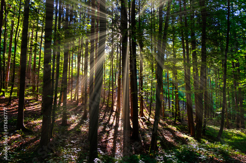 morning sun rays in the forest 