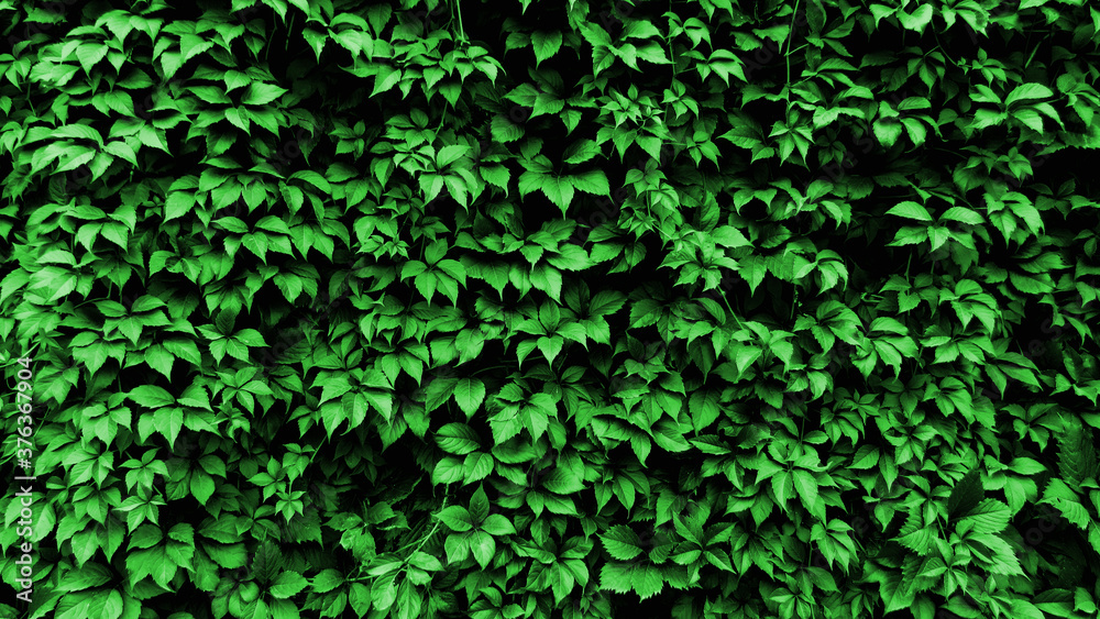 Wall of green leaves. Green leaves texture background. Natural background and wallpaper. green grass background. macro green grass. nature poster. green background. closeup of green grass. Wall of green leaves. Green leaves texture background. Natural background and wallpaper. green grass background. macro green grass. nature poster. green background. closeup of green grass.