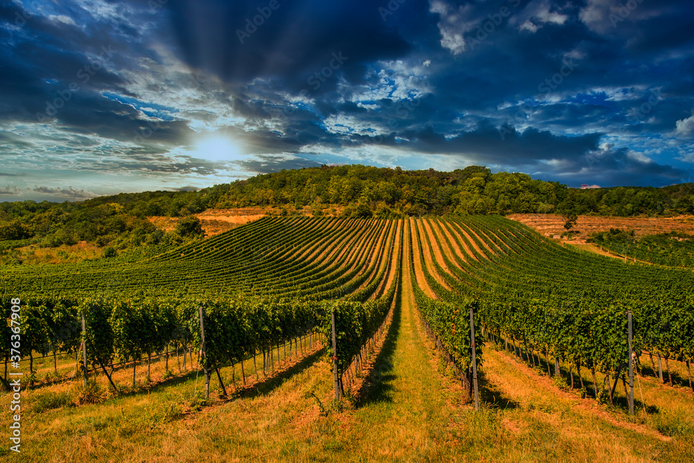 beautiful green vineyards rows at sunset 