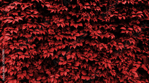 Wall of red leaves.Red leaves texture background. Natural background and wallpaper