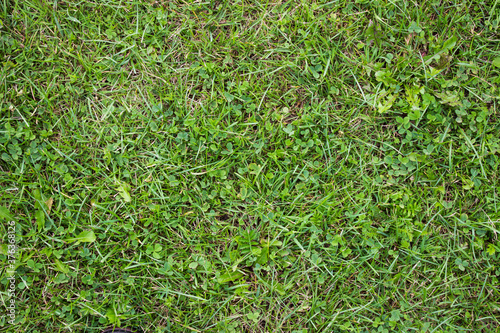 Grass texture. Green grass. Nature