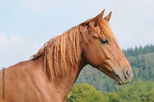 American Quarter Horse Jährlinge © lichtreflexe