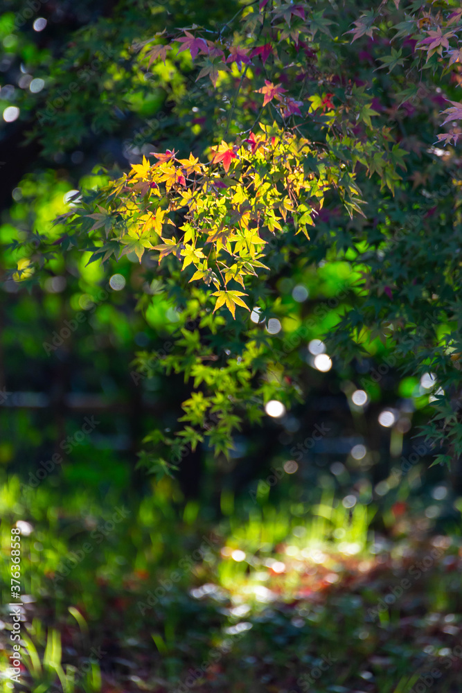太陽の光で輝いている紅葉の葉