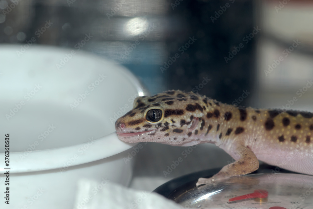 Naklejka premium ヒョウモントカゲモドキ