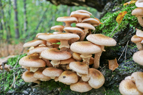Honey Fungus (Armillaria mellea) grows on old felled birch trees. A group of edible stump mushroom. Macro
