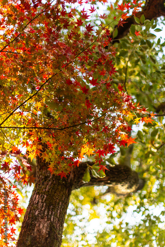 森の中の樹木と色づいた紅葉