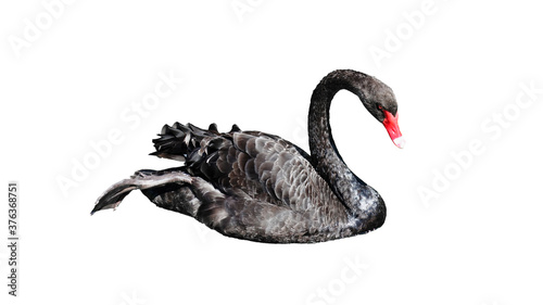 Fototapeta Naklejka Na Ścianę i Meble -  Black eastern swan isolated on white background. Clipping path included. Swimming in small pond. Horizontal image. Main focus on the swan.  Lonely Cygnus in peaceful outdoors nature scenery. 