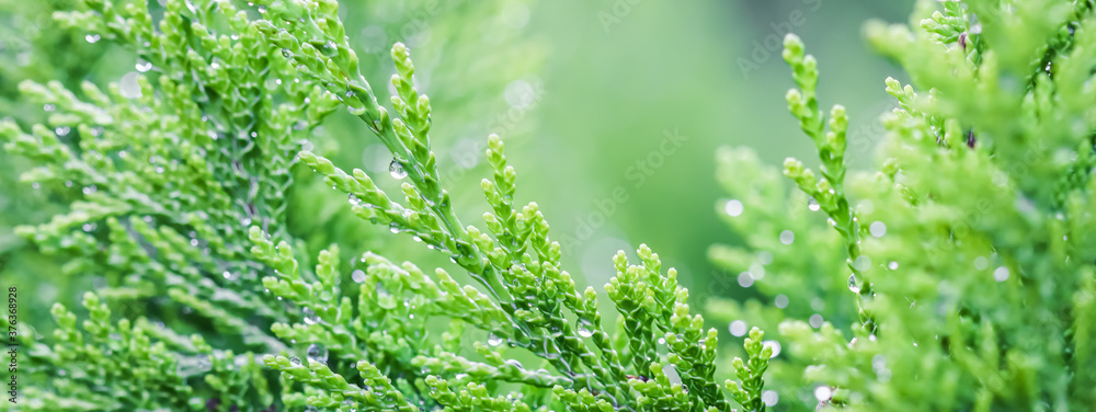 Closeup green leaves of evergreen coniferous tree Lawson Cypress or Chamaecyparis lawsoniana after the rain. Extreme bokeh with light reflection. Macro photography, selective focus, blurred background