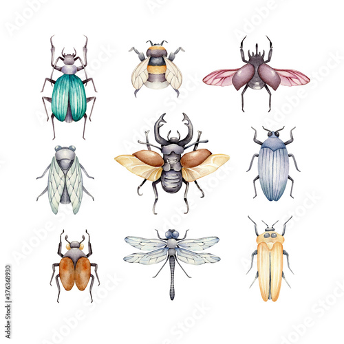 Watercolor collection of insects.Beetles isolated on white background © Victoria