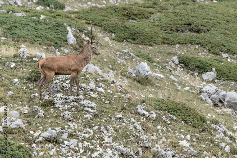Isolated red deer male in mountain region (Cervus elaphus) Isolated red deer male in mountain region (Cervus elaphus)