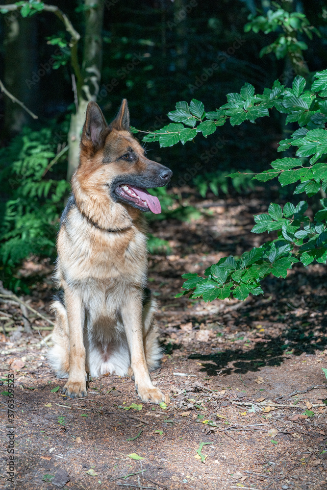 Naklejka premium Young brown German Shepherd dog, female sits in the woods on the sand, tongue sticking out. Trees in the background