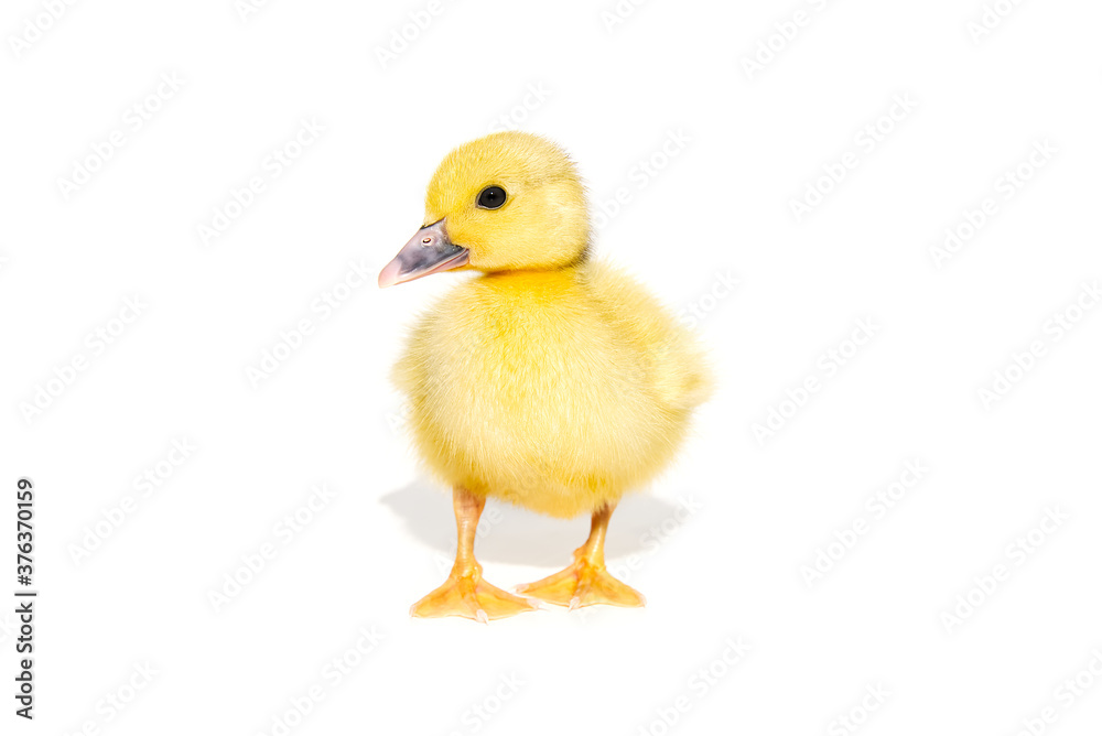 NewBorn little Cute yellow duckling isolated on white. NewBorn little Cute yellow duckling isolated on white.