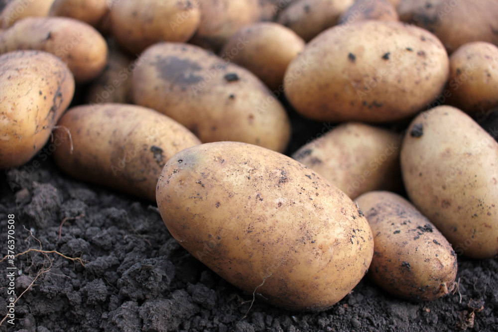 Freshly dug organic potatoes on a field. Newly harvested potatoes on the ground Freshly dug organic potatoes on a field. Newly harvested potatoes on the ground