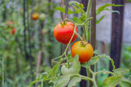 tomato in the garden