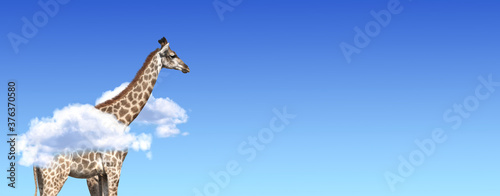 Horizontal banner with giraffe above clouds