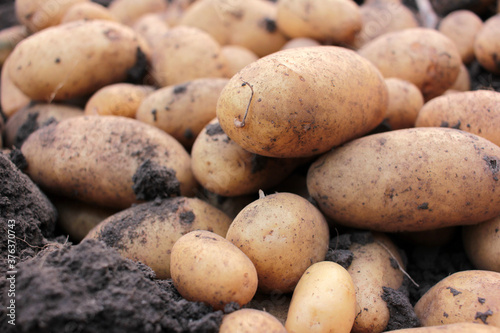 Freshly dug organic potatoes on a field. Newly harvested potatoes on the ground