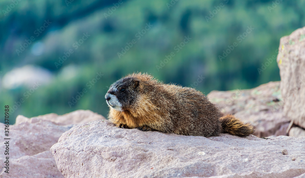 Yellow-bellied Marmot (Marmota flaviventris) on Brian Head Peak, Brian Head , Utah, USA Yellow-bellied Marmot (Marmota flaviventris) on Brian Head Peak, Brian Head , Utah, USA