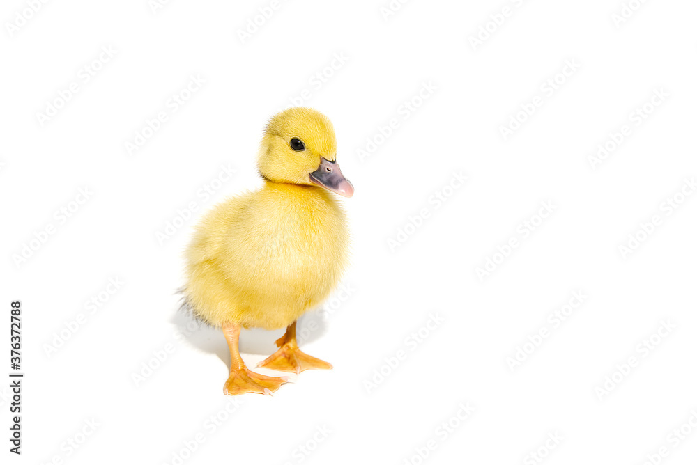 NewBorn little Cute yellow duckling isolated on white. NewBorn little Cute yellow duckling isolated on white.