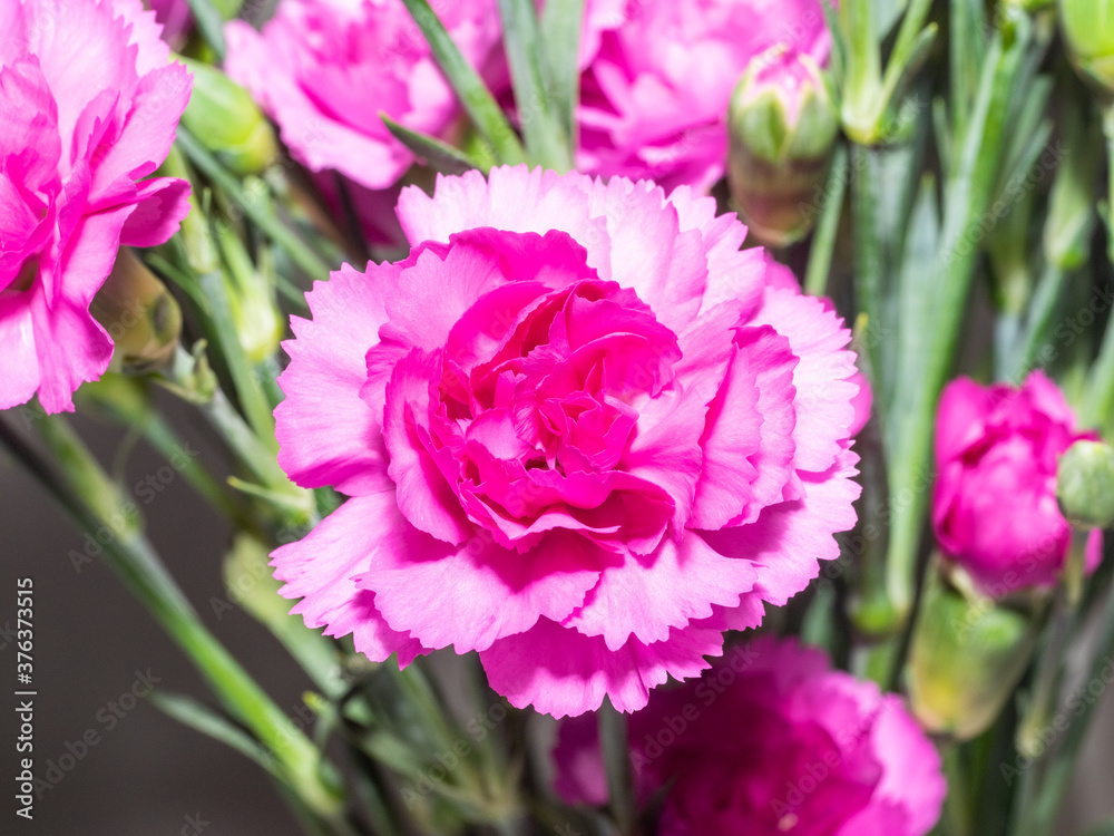 Carnation Carnation