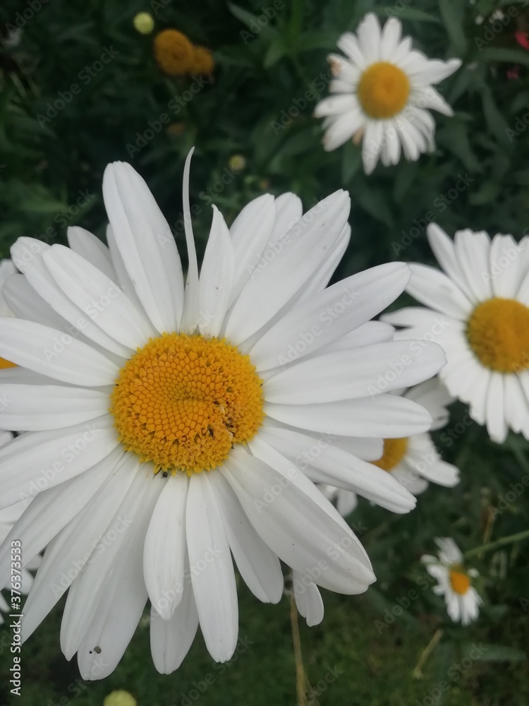 Fototapeta premium daisies in a garden