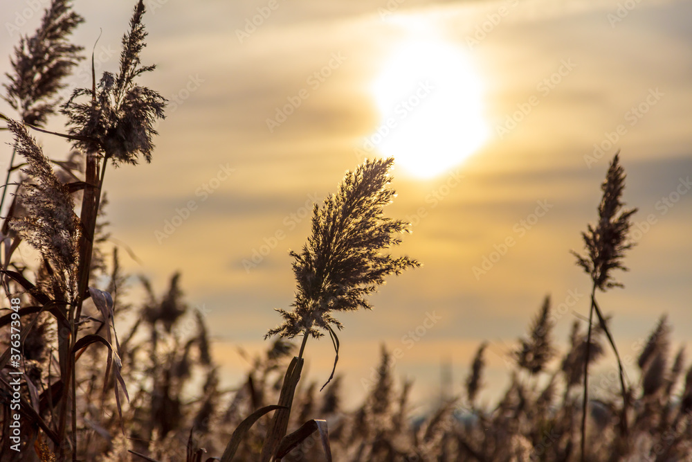 Reed grows at sunset in autumn. Reed grows at sunset in autumn.