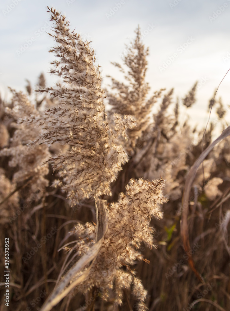 Fototapeta premium The reed grows near the reservoir