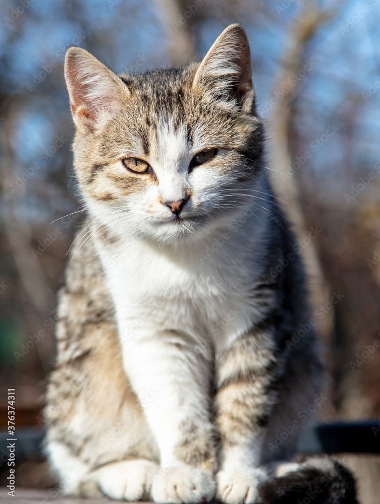 Portrait of a cat in the park.