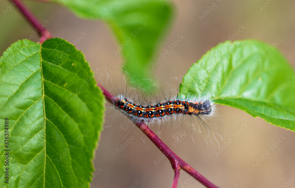 Hairy caterpillar on a plant close-up.