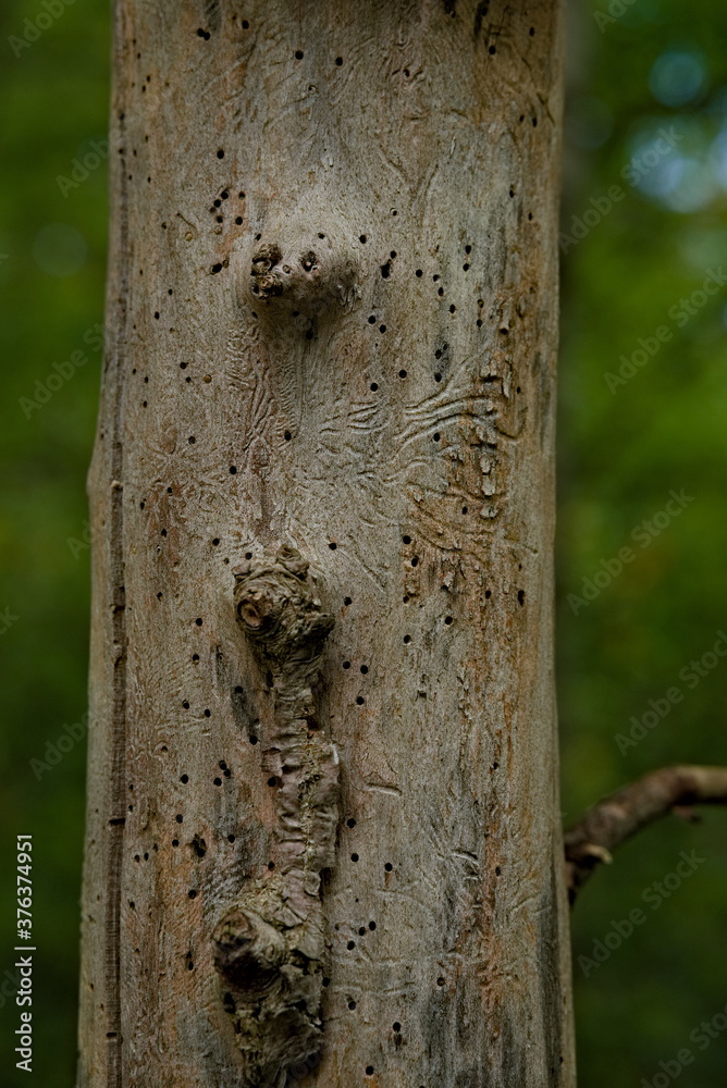 Fototapeta premium Trunk of old dead tree full of worm holes and tracks on the surface of the hardwood.