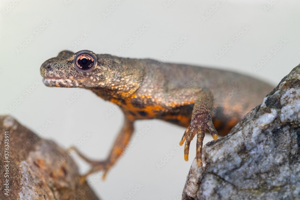 Naklejka premium Vorderkörper eines Kammmolch Weibchens unter Wasser in der Seitenansicht