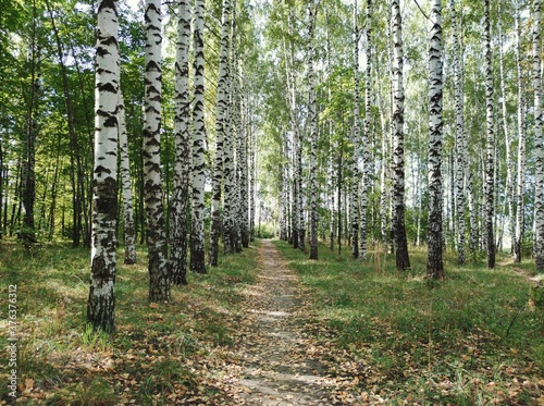 Fototapeta Naklejka Na Ścianę i Meble -  path among a birch grove on an autumn day