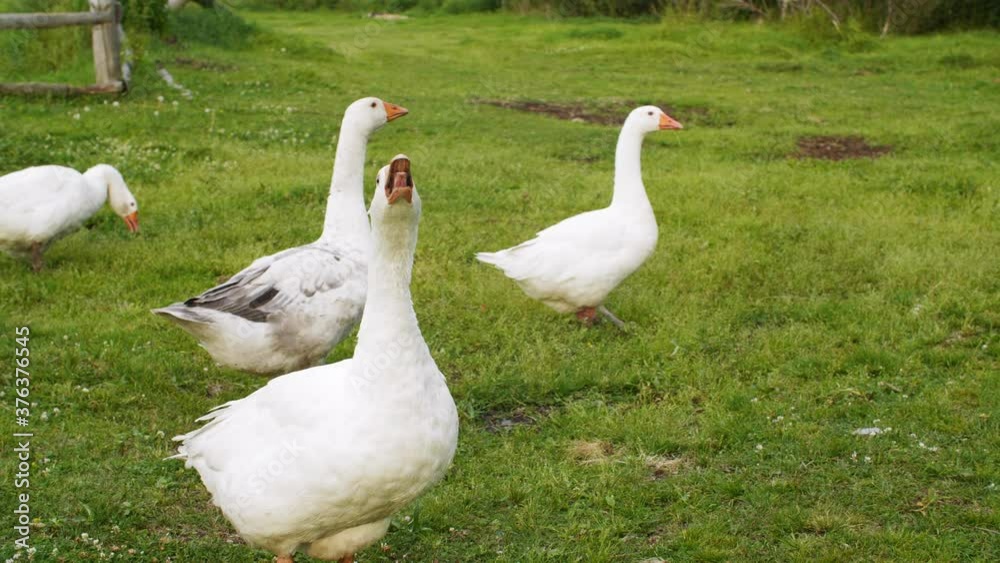 Flock angry goose hissing on walk at green pasture on bird farm. White domestic geese grazing on green meadow in livestock farm. Breeding bird at poultry farming Flock angry goose hissing on walk at green pasture on bird farm. White domestic geese grazing on green meadow in livestock farm. Breeding bird at poultry farming