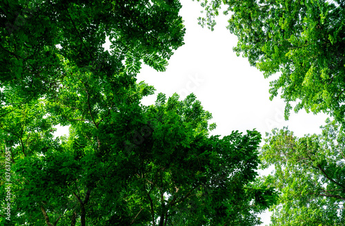 Selective focus on tree with green leaves against clear white sky. Tree with green leaves on sunny day. Bush of tree with twig and shaft. Fresh environment in park. Green plant give oxygen in garden.