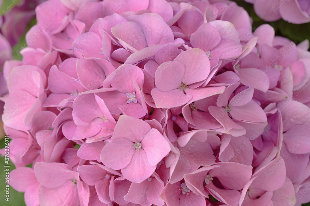 Floral background of pink hydrangea flowers close up. Floral background of pink hydrangea flowers close up.