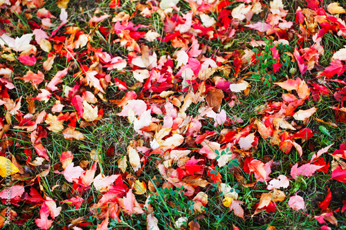 Fallen autumn leaves on the grass