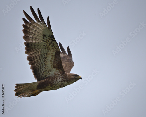 Common buzzard , Buteo buteo in flight.