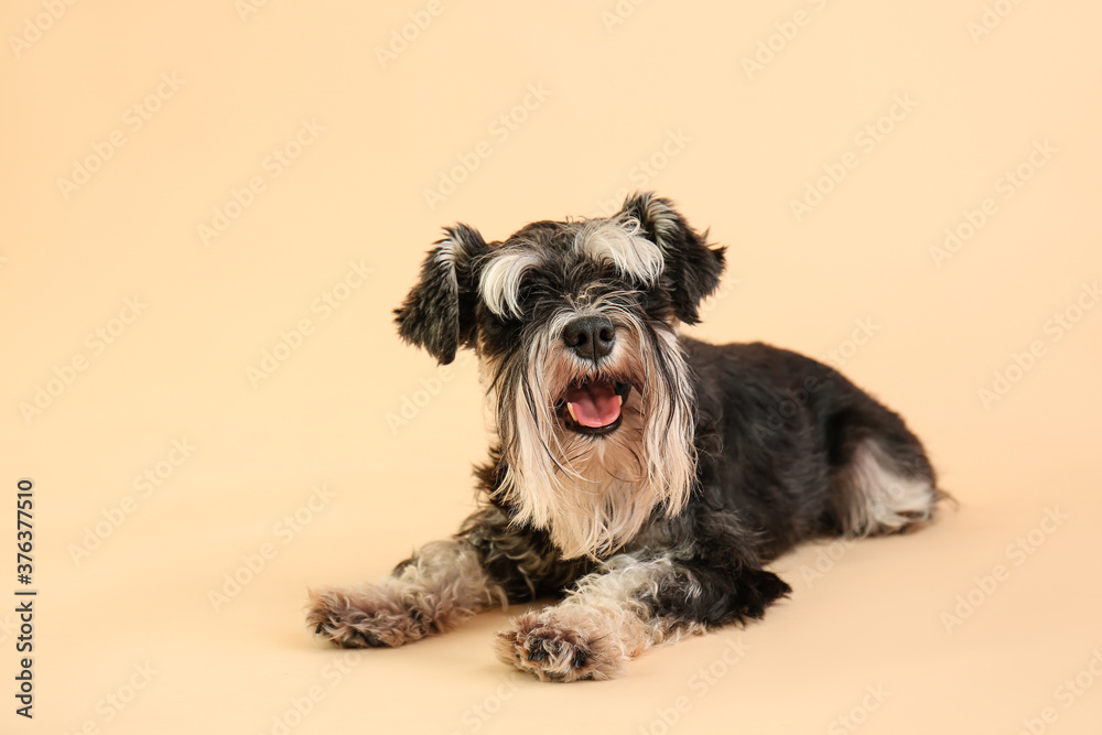 Cute dog on color background