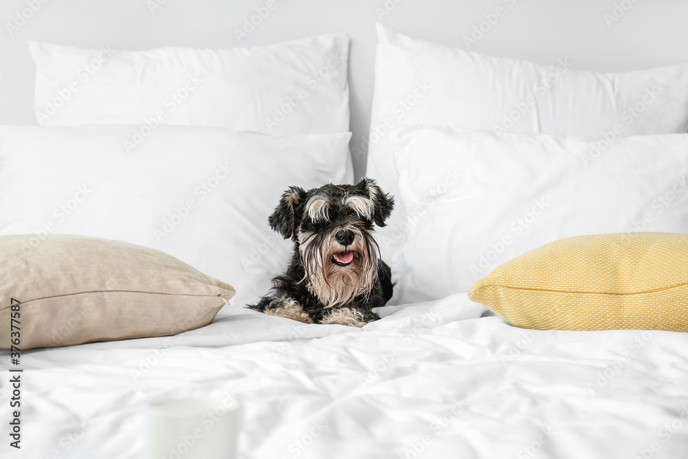 Cute dog on bed at home Cute dog on bed at home