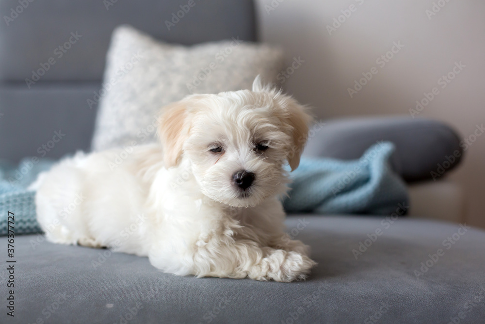 Cute little maltese dog puppy, sitting on the couch at home, looking at camera Cute little maltese dog puppy, sitting on the couch at home, looking at camera